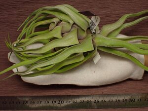 Tillandsia streptophylla チランジア・ストレプトフィラ 261★エアプランツEP