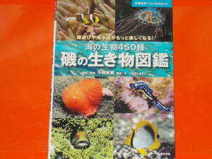 磯の生き物図鑑 海の生物450種★磯遊びや海水浴がもっと楽しくなる!★こばやし まさこ (著)★小林 安雅 (監修)★株式会社 主婦の友社★絶版