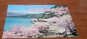 2132　絵葉書　琵琶湖　春の海津大崎