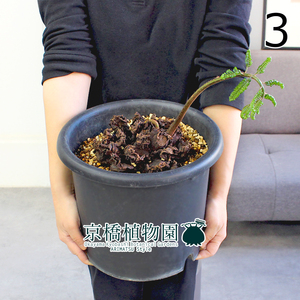 【現品】リュウビンタイ/羊歯（シダ） 8号 黒鉢（3）Angiopteris lygodiifolia