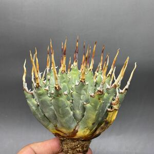 S0527-7 陽炎蕾形厚肉粗曲棘 アガベ ユタエンシス Agave utahensis 厳選 美株 