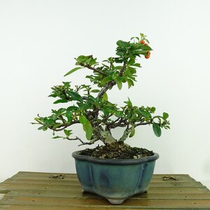 盆栽 ピラカンサ 樹高 約15cm Pyracantha 赤 実物 バラ科 常緑樹 観賞用 小品 現品