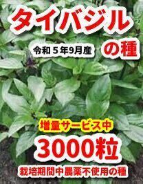 タイバジルの種【3000粒】令和5年9月産★栽培期間中農薬不使用の種