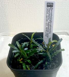 【TB正規タグ付き】Bucephalandra micrantha Kayulapis1 Kalimantan barat (2020,pp126-127.WPR) (TB) ブセファランドラ