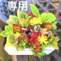 そのまま飾れる多肉植物寄せ植え　ミニ　管理書付