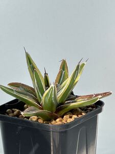 Agave victoriae reginae f.varieg アガベ 輝山 多肉植物 斑入り メキシコ原産