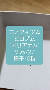 コノフィツム　ビロブム　‘ネリアナム’ VD5727 種子10粒