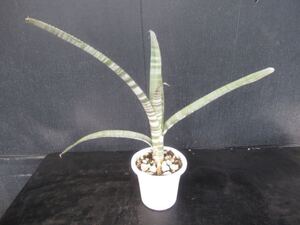 ＫＮ　ビルベルギア(ツツアナナス属）　ブラジリエンシス（BILLBERGIA BRASILIENSIS）　　　0.8Ｍ以下