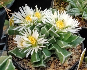 【自家採種“種子”/20粒】Faucaria bosscheana ‘white flower’ (Duiwefontein, RSA)/フォーカリア・ボッスケアナ/鯨波//多肉植物/メセン