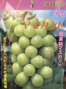 皮ごと食べられる大粒最高級マスカット シャインマスカット PVP苗木