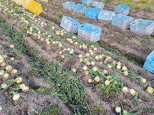 淡路島産玉ねぎ 大自然が育てた甘くて新鮮な玉ねぎB品3kg