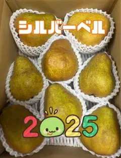 ♡シルバーベル♡山形県天童産♡洋梨