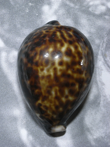 貝の標本 Cypraea tigris 88.1mm