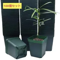 ‎RooTrimmer　正方形　育苗　小花鉢　グリーン 8cm 100個　多用途