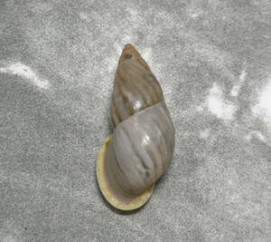 貝の標本 Drymoeus strigatus 27mm.