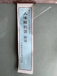 希少！！人体解剖図　附図　全国敎育図書株式会　東京大学医学部解剖学敎室　校閲