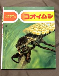 コオイムシ　カラー自然シリーズ１９　文 七尾純　小田英智　写真 久保秀一　偕成社