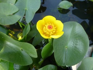 西条河骨　２芽　①　サイジョウコウホネ　現品　コウホネ　【水生植物・スイレン・睡蓮・ハス・蓮・ビオトープ・メダカ】温帯スイレン