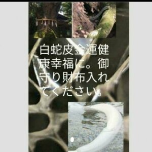 金運白蛇皮艶加工強運お守り　白蛇の皮いり持つだけ神社　金運　良縁効果！！　小さいので便利売れてます！！