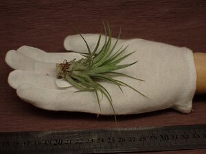 Tillandsia 