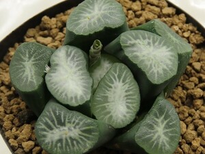 ■[W034]万象(金子氏実生)【多肉植物　Haworthia　ハオルチア　ハオルシア】