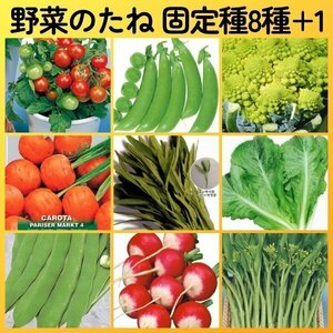 匿名配送無料◆固定種野菜種8+1◆ミニトマトレジナエンドウカリフラワーロマネスコ丸キャロットリーフレタス空芯菜インゲンラディッシュ