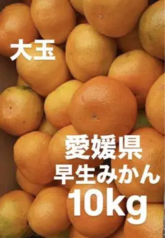 愛媛県産　早生みかん　みかん　柑橘　10kg