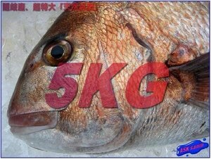 とれたて直送!! 「天然真鯛5kg前後」 超特大/隠岐島産 ASKsanin