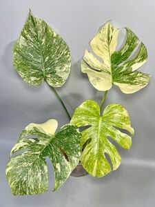 「01」Monstera green snow モンステラ　デリシオーサ グリーン　スノー　斑入り