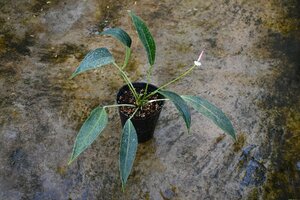 241199☆AO☆アンスリウム・リラキヌム花芽付き　Anthurium lilacinum 100サイズ