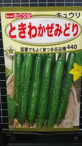 ３袋セット ときわ かぜみどり キュウリ キューリ 種 郵便は送料無料