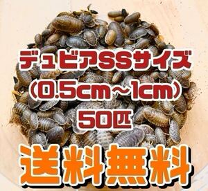 【送料無料】デュビア SSサイズ 50匹＋死着保証10％ 