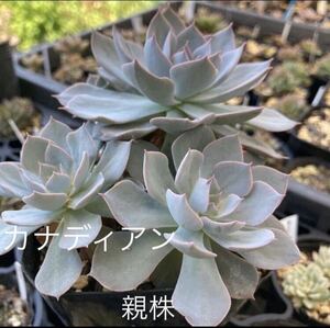 多肉植物 ☆カナディアン☆赤棒☆子株出来てます^_^☆群生します☆