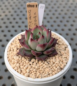 10.ロメオルビン×サラヒメボタン 実生苗 エケベリア 国産 多肉 Echeveria