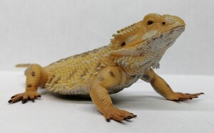  フトアゴヒゲトカゲ　爬虫類　コレクタ　COLLECTA　BEARDED DRAGON　フィギュア