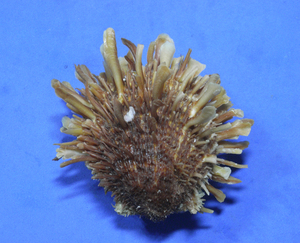 貝の標本 Spondylus variegatus forma barbatus 88mm