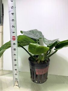 アヌビアス バルテリー バタフライ1POT 水草 陰性水草　 (検索 クリプトコリネ 植物 ロタラ 熱帯魚 水槽 ADA シュリンプ ブセファランドラ