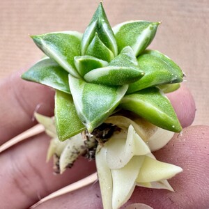 【Lj_plants】Q620【SSS!!!繁殖株 付子株】アガベ ピンキー王妃A型 笹の雪錦 鮮明錦 極上錦 覆輪錦 四季の安定錦 丸い叶 コンパクト包葉形 