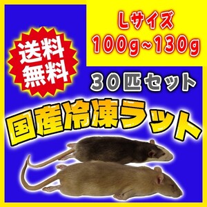 冷凍ラット 100~130g 30匹セット 特価