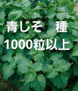 ＜野菜の種＞1000粒以上　青シソ　青じそ　2.5ｍｌ　紫蘇　大葉