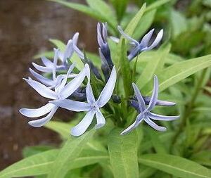 丁子草　タネ【希少】　ブルーの花