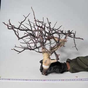 643 Commiphora kataf pure コミフォラ カタフ ピュア　ベアルート株