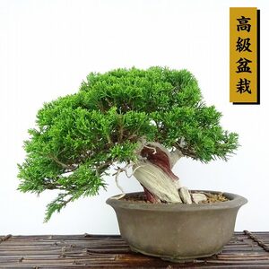 盆栽 真柏 樹高 約21cm しんぱく 高級盆栽 Juniperus chinensis シンパク “ジン シャリ” ヒノキ科 常緑樹 観賞用 現品