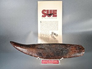 ◆『SUE』ティラノサウルス REX スー牙 歯レプリカ博物館仕様 標本教材Teeth of Tyrannosaurus Rex SUE Replica◆