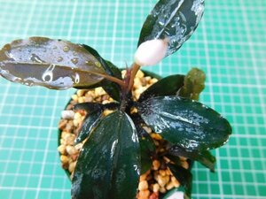 ◎2875TNX61　 (自家栽培）水草　ブセファランドラ　Bucephalandra sp. インボイス名不明TNX61