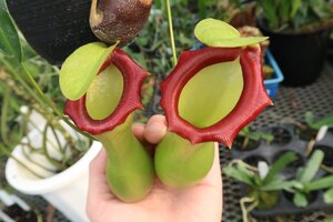 食虫植物 原種 ネペンテス TA12055 Nepenthes ventricosa Polis Pass AOK-IHR