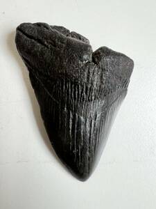 サメ 歯 化石 メガロドン [約120ｇ] 最高品質 サメの歯 鮫の歯 牙