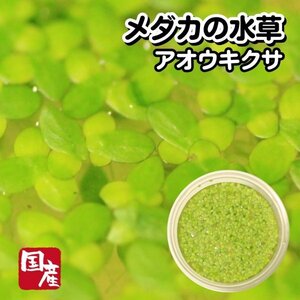 【送料全国一律385円】メダカの水草【アオウキクサ 1カップ】金魚にも めだか ミジンコ おとひめ 水草 同梱包可能 生クロレラ同梱不可