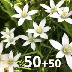 植えっぱなし❤︎オーニソガラム　球根　50+50球　A