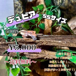 デュビアssサイズ、500匹